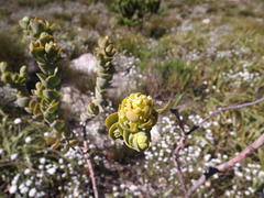 Thesium euphorbioides