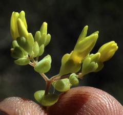Crassula sebaeoides