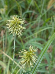 Cyperus lancastriensis