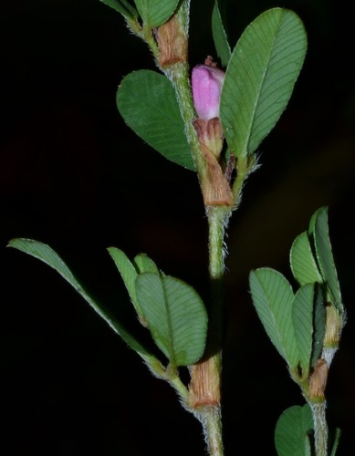 Kummerowia striata