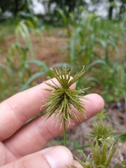 Cyperus lancastriensis