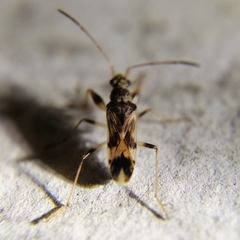 Neopamera costalis