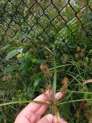Cyperus lancastriensis