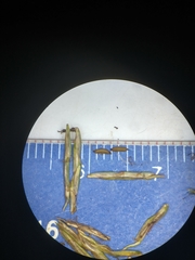 Cyperus lancastriensis