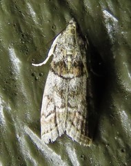 Promylea lunigerella