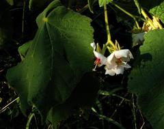 Dombeya burgessiae