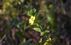 Ludwigia tomentosa