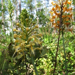 Platanthera × lueri