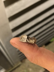 Meropleon diversicolor