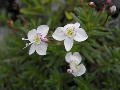Veronica linifolia