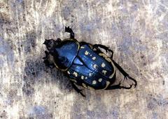 Hypselogenia geotrupina geotrupina