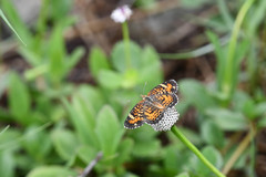 Phyciodes phaon