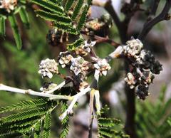 Dasineura rubiformis