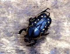 Hypselogenia geotrupina geotrupina