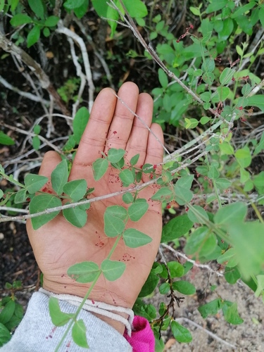 Crossopetalum uragoga (Crossopetalum uragoga)