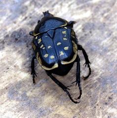 Hypselogenia geotrupina geotrupina