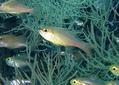 Ostorhinchus apogonoides