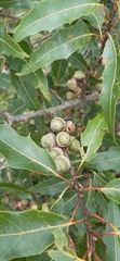 Quercus canbyi