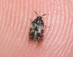 Trogoderma sternale