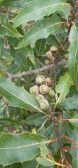 Quercus canbyi