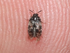 Trogoderma sternale