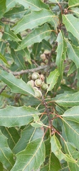 Quercus canbyi