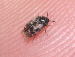 Trogoderma sternale
