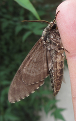 Dolbina tancrei