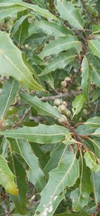 Quercus canbyi