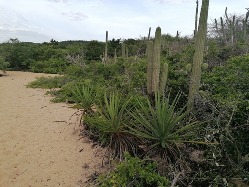 Agave karwinskii