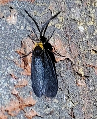 Acoloithus falsarius
