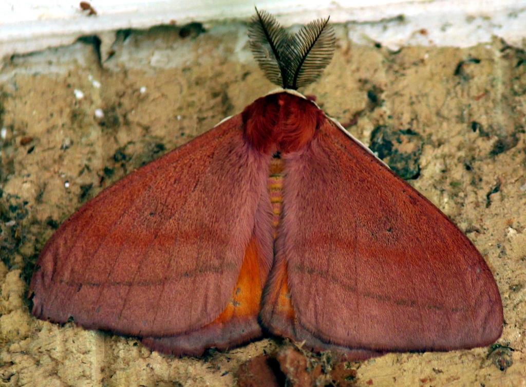 Rohaniella