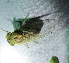 Diceroprocta texana