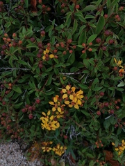 Galphimia glauca