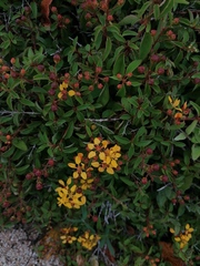 Galphimia glauca