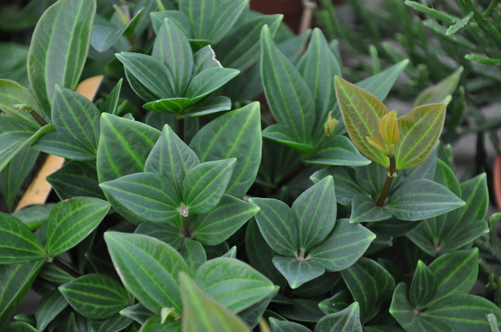 Peperomia tetragona