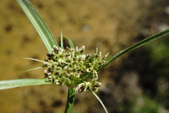 Cyperus fuscus
