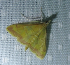 Pyrausta pseudonythesalis