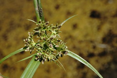 Cyperus fuscus