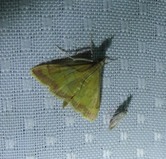 Pyrausta pseudonythesalis