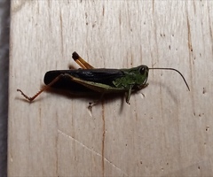 Megaulacobothrus aethalinus