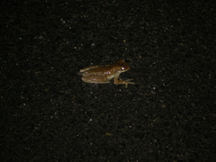 Osteopilus dominicensis