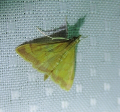 Pyrausta pseudonythesalis