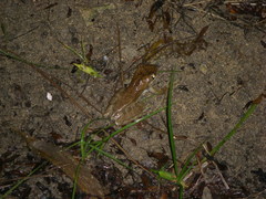 Osteopilus dominicensis