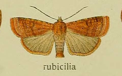 Small Square-spot