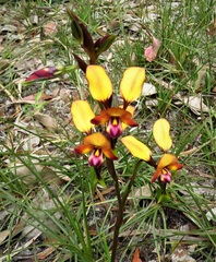 Diuris porphyrochila