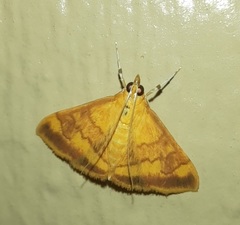 Pyrausta pseudonythesalis