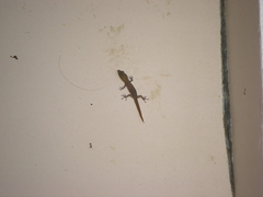 Sphaerodactylus clenchi