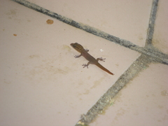 Sphaerodactylus clenchi