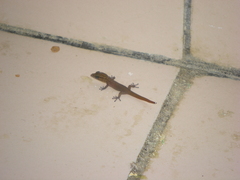Sphaerodactylus clenchi